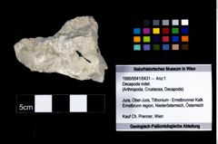 Foto (Objekt + Etikett) von Decapoda indet.  (NHMW-GEO-1990-0041-0431)